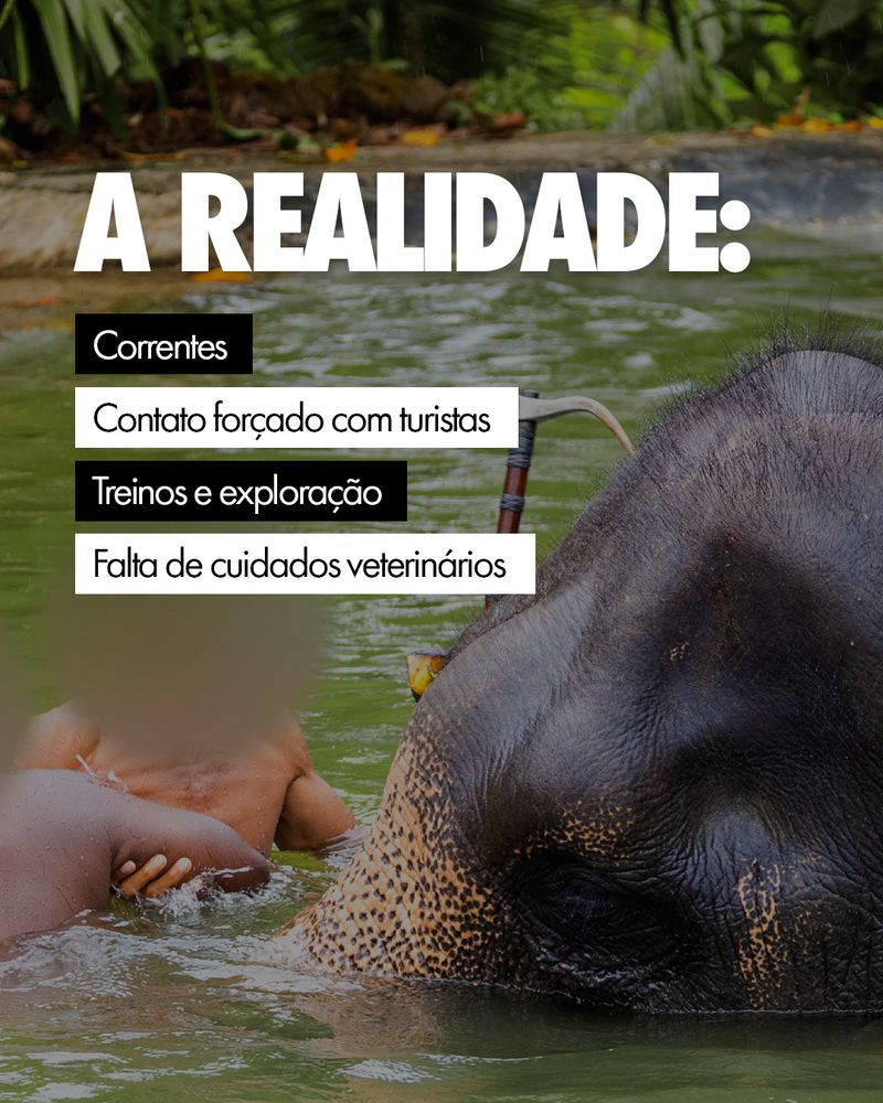 Carrossel: Para eles, também é uma experiência inesquecível 4