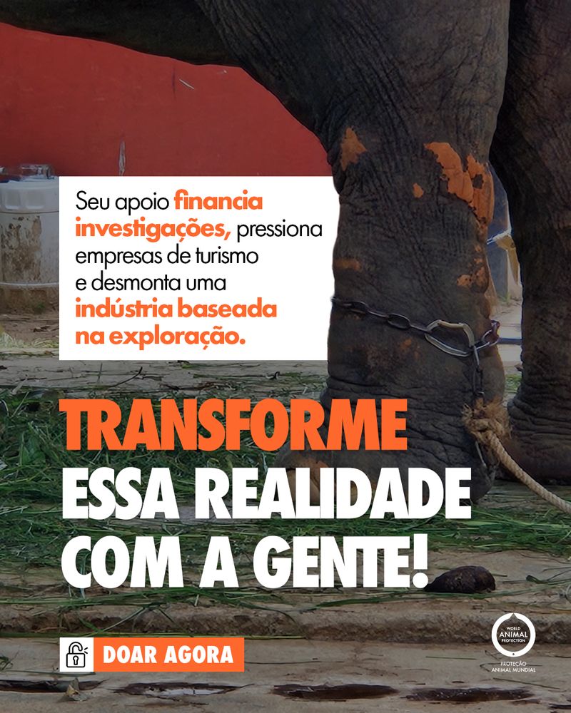 Carrossel: Para eles, também é uma experiência inesquecível 6