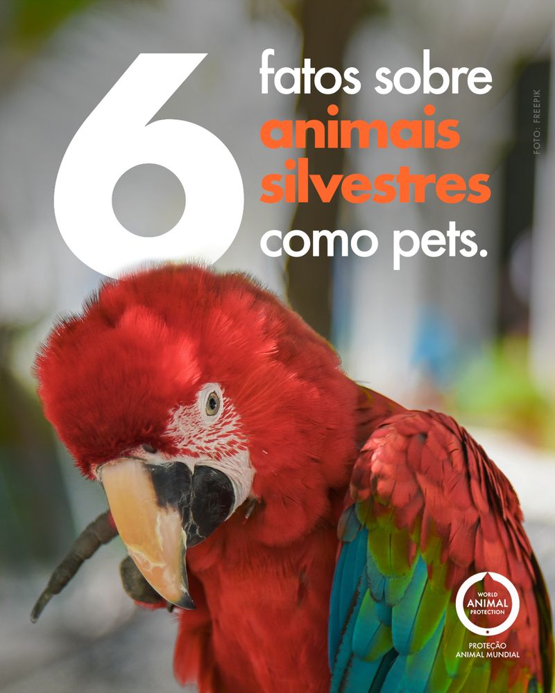 Carrossel: 6 fatos sobre animais silvestres como pets 1