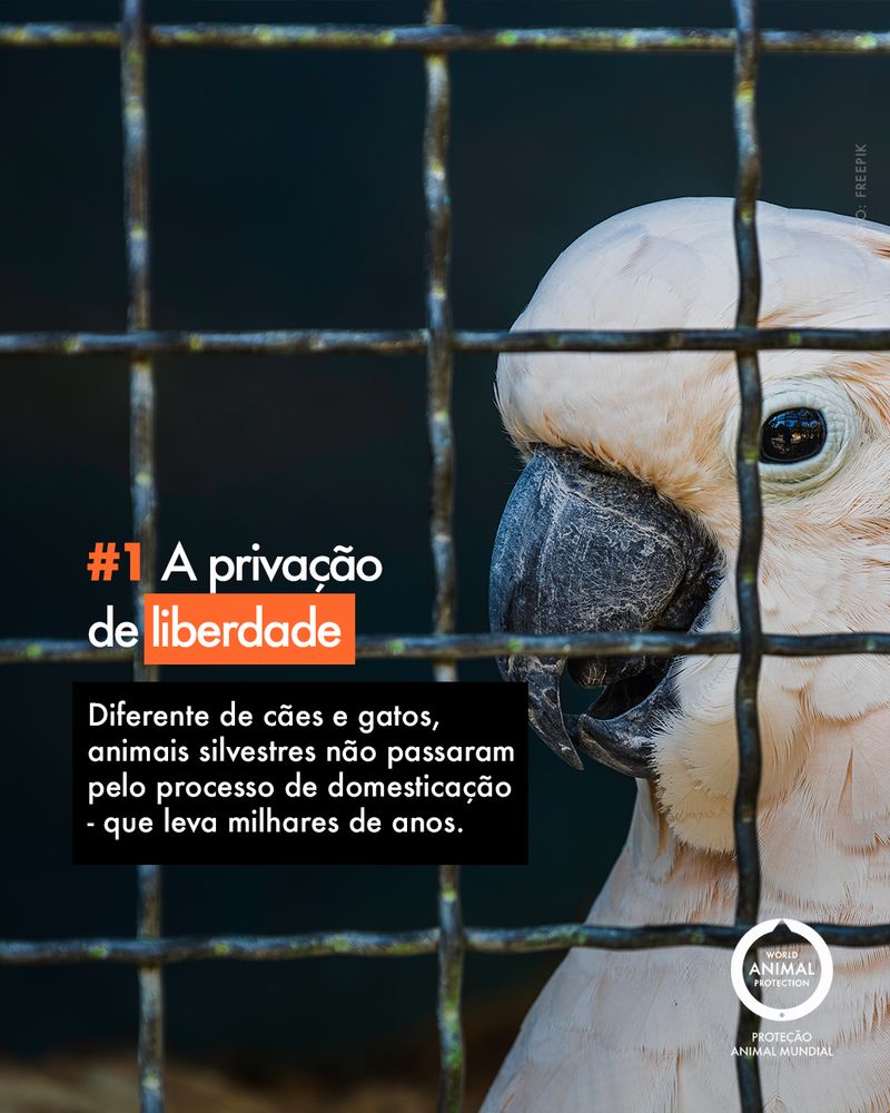 Carrossel: 6 fatos sobre animais silvestres como pets 2