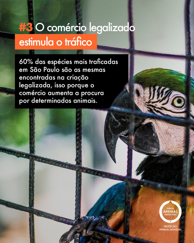 Carrossel: 6 fatos sobre animais silvestres como pets 4