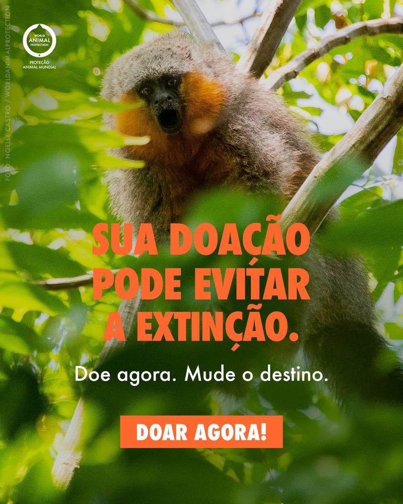 Carrossel: Um primata brasileiro recém-descoberto 6