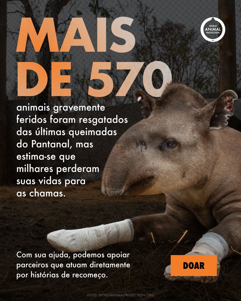 Campanha WAP: mais de 570 animais resgatados no Pantanal